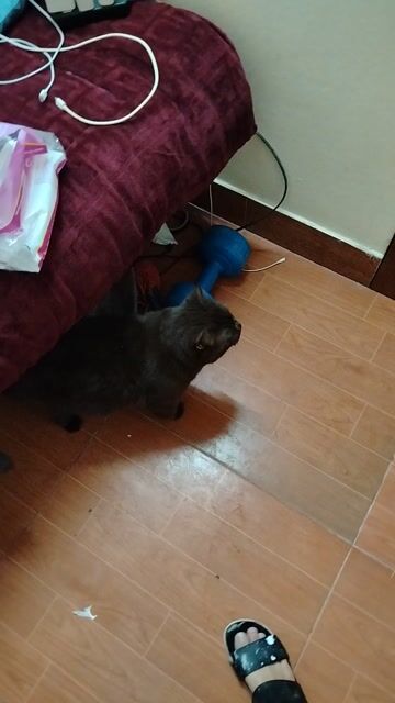 tìm chủ mới cho bé chocola béo múp míp. Mua bán Mèo tại Quận Cầu Giấy Hà Nội được đăng bởi mr nguyễn hình 1