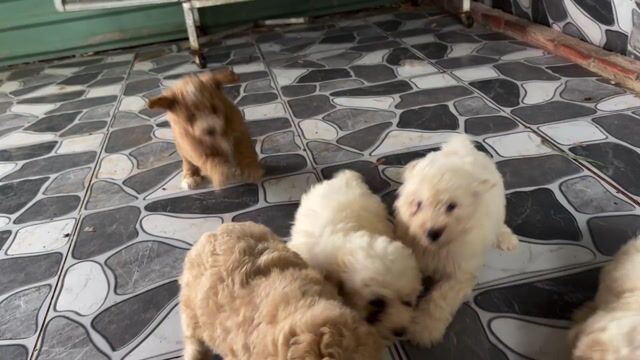 Chó Poodle Toy và Mini đã chích ngừa. Mua bán Chó tại Huyện Đất Đỏ Bà Rịa - Vũng Tàu được đăng bởi Nguyễn Đức Tuấn  hình 1