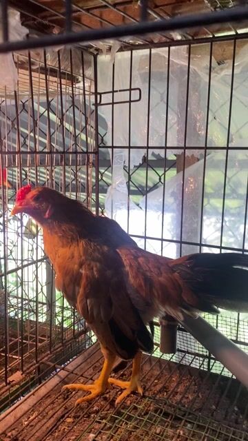 Gà tre bắc cộc 9 tháng 4 lạng Nâu. Mua bán Gà tại Quận Long Biên Hà Nội được đăng bởi gà tre 08866 một 5668 hình 1