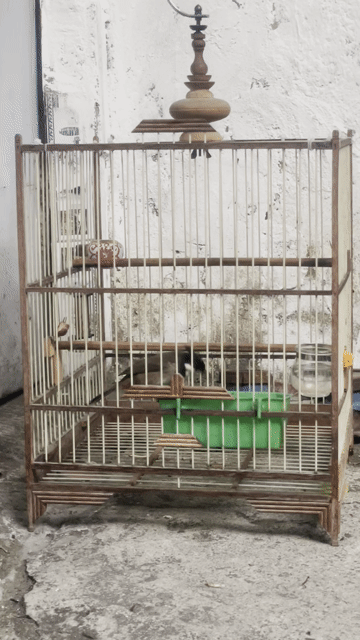 Chim chào mào màu Đen, trắng, đỏ. Mua bán Chim tại Thành phố Thủ Đức Tp Hồ Chí Minh được đăng bởi Hoang Nguyên hình 1