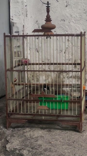 Chim chào mào màu Đen, trắng, đỏ. Mua bán Chim tại Thành phố Thủ Đức Tp Hồ Chí Minh được đăng bởi Hoang Nguyên hình 1