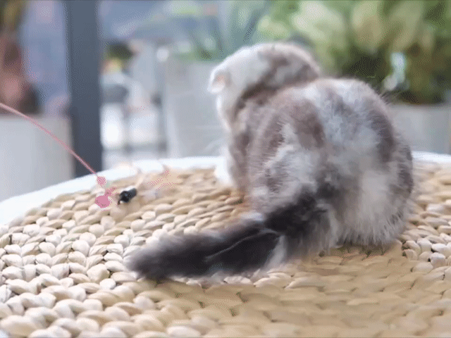 Mèo Scottish Fold Sọc dưa. Mua bán Mèo tại Thành phố Thủ Đức Tp Hồ Chí Minh được đăng bởi Âu Minh Huy hình 1