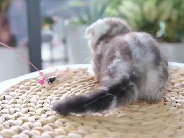 Mèo Scottish Fold Sọc dưa. Mua bán Mèo tại Thành phố Thủ Đức Tp Hồ Chí Minh được đăng bởi Âu Minh Huy hình 1