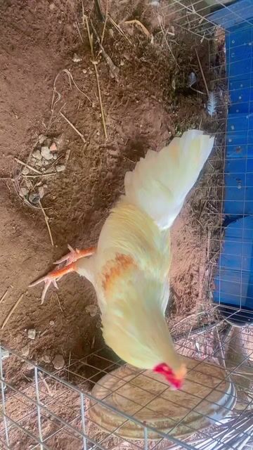 Gà bướm chân xanh 2k9-3k. Mua bán Gà tại Quận Ninh Kiều Cần Thơ được đăng bởi you hình 1