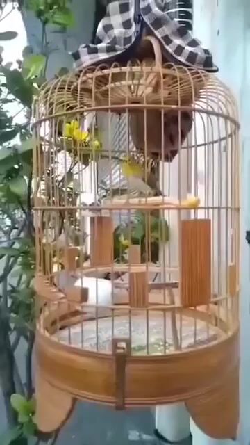 khoen líu choè. Mua bán Chim tại Quận 6 Tp Hồ Chí Minh được đăng bởi chuyên 7 màu hình 1