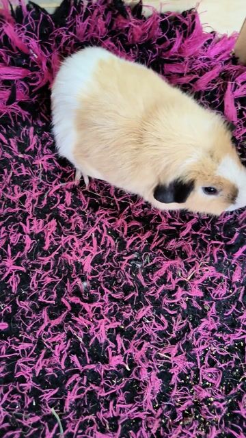 Chuột lang. Mua bán Thú cưng khác tại Quận 7 Tp Hồ Chí Minh được đăng bởi BỌ Ú SG Q7 hình 1