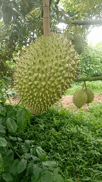 Sầu riêng Ri6 Ngọt béo thơm ngon. Mua bán Đồ ăn, thực phẩm và các loại khác tại Huyện Cư M'gar Đắk Lắk được đăng bởi Vinh Nguyễn Thị hình 1