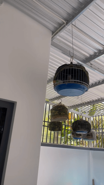 Chim Cu gáy Cu mồi. Mua bán Chim tại Thành phố Bến Tre Bến Tre được đăng bởi Cugay btre hình 1