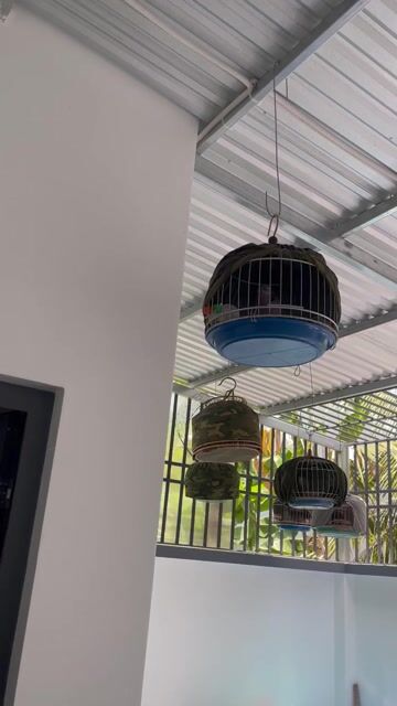 Chim Cu gáy Cu mồi. Mua bán Chim tại Thành phố Bến Tre Bến Tre được đăng bởi Cugay btre hình 1