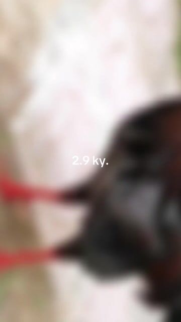 xám tốc độ. Mua bán Gà tại Huyện Phong Điền Cần Thơ được đăng bởi mê gà nồi hình 1