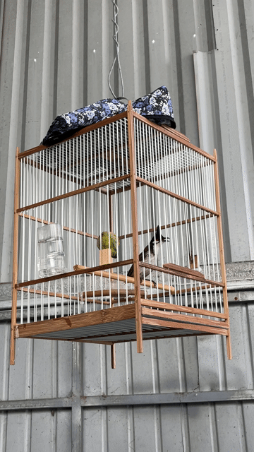 Chim chào mào lông xấu cụt đuôi. Mua bán Chim tại Huyện Củ Chi Tp Hồ Chí Minh được đăng bởi anh ba báo hình 1
