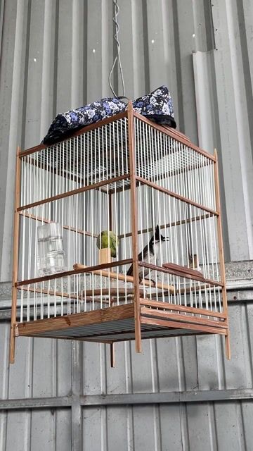 Chim chào mào lông xấu cụt đuôi. Mua bán Chim tại Huyện Củ Chi Tp Hồ Chí Minh được đăng bởi anh ba báo hình 1