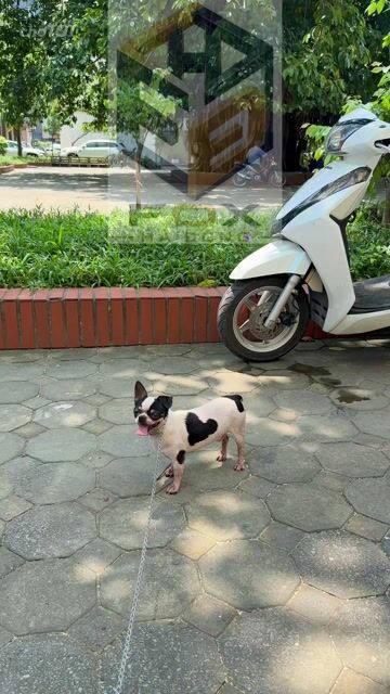Chó Chihuahua đực hơn 1 tuổi trắng đen. Mua bán Chó tại Quận Hà Đông Hà Nội được đăng bởi FOX HÀ ĐÔNG hình 1