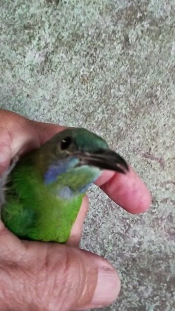 Chim mái mồi. cầm tay vẫn hót. Mua bán Chim tại Thành phố Thủ Đức Tp Hồ Chí Minh được đăng bởi  van loc hình 1