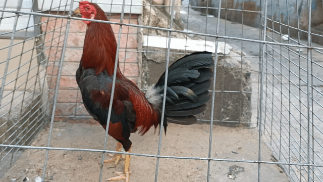Gà trống Đỏ Đen đực. Mua bán Gà tại Quận Bình Thạnh Tp Hồ Chí Minh được đăng bởi trai gà tre giá sv hình 1