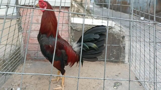 Gà trống Đỏ Đen đực. Mua bán Gà tại Quận Bình Thạnh Tp Hồ Chí Minh được đăng bởi trai gà tre giá sv hình 1