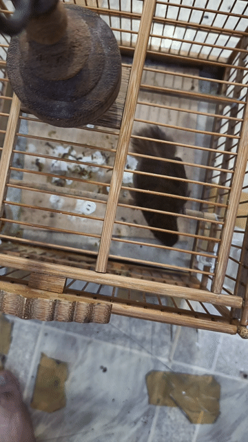 Chim Tiểu mi Đà Lạt Trống mái. Mua bán Chim tại Quận 10 Tp Hồ Chí Minh được đăng bởi Nguyen duy thien hình 1