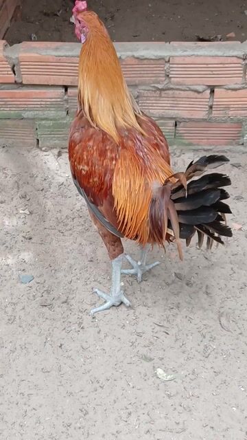 Gà Peru Lima trống 6 tháng. Mua bán Gà tại Quận Bình Thuỷ Cần Thơ được đăng bởi Trại gà long tuyền bình thủy cần thơ hình 1