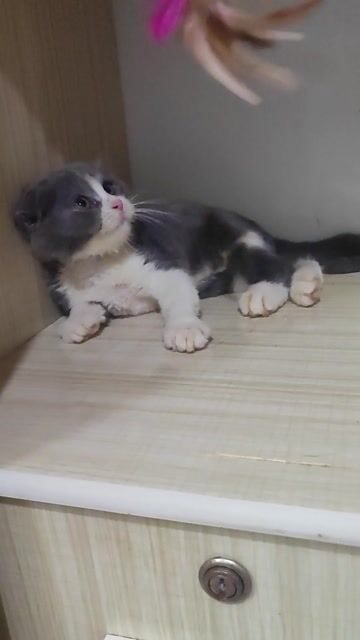 Gả bé mèo Bicolor Tai cụp màu siêu đẹp