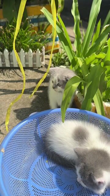 Mèo Anh lông ngắn Bicolor 2 tháng. Mua bán Mèo tại Thành phố Thủ Dầu Một Bình Dương được đăng bởi Ly Vo hình 1