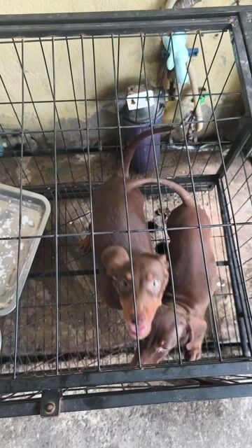 Chó Cái 4 tháng màu Nâu bán cả 2 con. Mua bán Chó tại Quận 12 Tp Hồ Chí Minh được đăng bởi phạm công hình 1