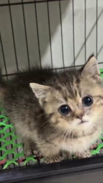 Mèo Munchkin chân lùn khoẻ mạnh quấn chủ. Mua bán Mèo tại Huyện Đan Phượng Hà Nội được đăng bởi Thanh Thào hình 1