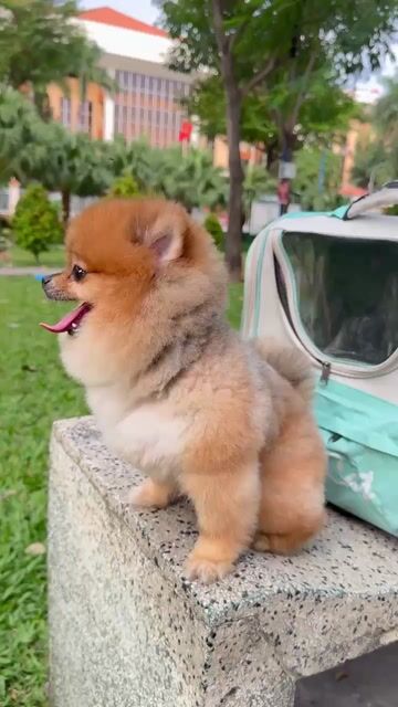 Bé trai phốc sốc 1 tuổi, 1 kg8. Mua bán Chó tại Quận 12 Tp Hồ Chí Minh được đăng bởi Le Au hình 1