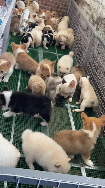 Cogri Thuần chủng cún tại nhà. Mua bán Chó tại Huyện Bình Chánh Tp Hồ Chí Minh được đăng bởi Ken péthop hình 1