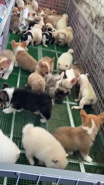 Cogri Thuần chủng cún tại nhà. Mua bán Chó tại Huyện Bình Chánh Tp Hồ Chí Minh được đăng bởi Ken péthop hình 1