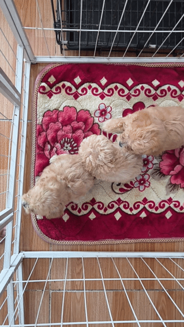 Chó Poodle. Mua bán Chó tại Thành phố Vĩnh Long Vĩnh Long được đăng bởi Minh Luan Huynh hình 1