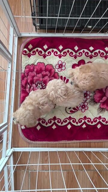 Chó Poodle. Mua bán Chó tại Thành phố Vĩnh Long Vĩnh Long được đăng bởi Minh Luan Huynh hình 1