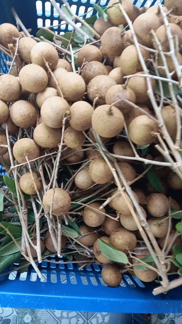 NHÃN XUỒNG NHÀ TRỒNG. Mua bán Đồ ăn, thực phẩm và các loại khác tại Thành phố Vĩnh Long Vĩnh Long được đăng bởi Quỳnh Anh hình 1