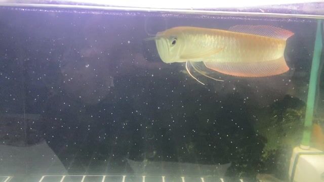 Cá Ngân long vây đỏ 25-26 cm. Mua bán Thú cưng khác tại Huyện Trảng Bom Đồng Nai được đăng bởi Cá rồng hình 1