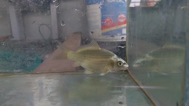 Cá chép phi tần Đỏ vây xám 8-10cm. Mua bán Thú cưng khác tại Huyện Đan Phượng Hà Nội được đăng bởi pbac hình 1
