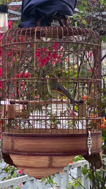 Chim chào mào 1 năm hót tốt. Mua bán Chim tại Quận Phú Nhuận Tp Hồ Chí Minh được đăng bởi Phượng hình 1