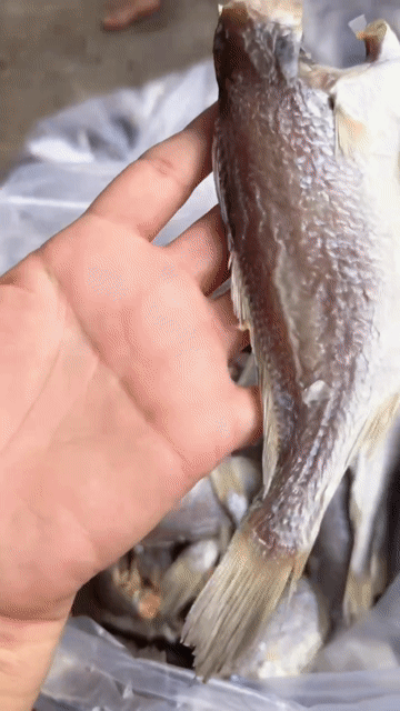 Khô Cá Đù Thơm ngon, loại ngon,phơi nắng tự nhiên . Mua bán Đồ ăn, thực phẩm và các loại khác tại Huyện Bình Chánh Tp Hồ Chí Minh được đăng bởi NHAT TAM HOUSE hình 1