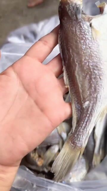 Khô Cá Đù Thơm ngon, loại ngon,phơi nắng tự nhiên . Mua bán Đồ ăn, thực phẩm và các loại khác tại Huyện Bình Chánh Tp Hồ Chí Minh được đăng bởi NHAT TAM HOUSE hình 1