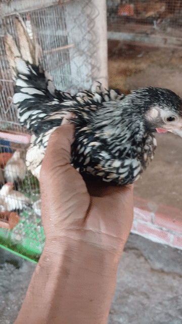 Gà trống vảy cá bạc 3 tháng lỗi mỏ nhẹ. Mua bán Gà tại Huyện Đức Hòa Long An được đăng bởi trantu hình 1