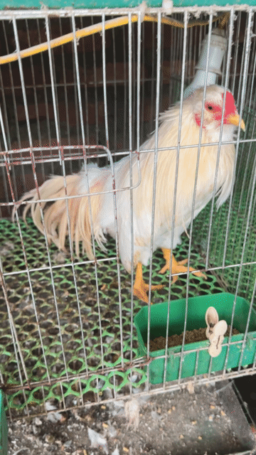Gà Tân Châu Tơ Trắng sữa Mặt râu dậm. Mua bán Gà tại Quận Bắc Từ Liêm Hà Nội được đăng bởi Nguyễn đức hình 1