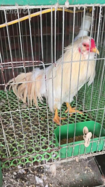 Gà Tân Châu Tơ Trắng sữa Mặt râu dậm. Mua bán Gà tại Quận Bắc Từ Liêm Hà Nội được đăng bởi Nguyễn đức hình 1