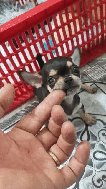 Chó Chihuahua trai 4mắt. Mua bán Chó tại Quận Bình Thạnh Tp Hồ Chí Minh được đăng bởi Tấn hình 1