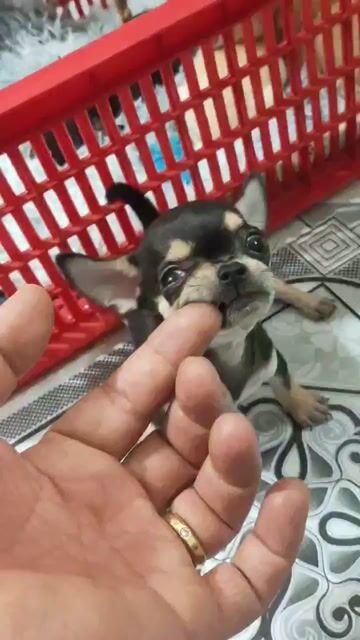 Chó Chihuahua trai 4mắt. Mua bán Chó tại Quận Bình Thạnh Tp Hồ Chí Minh được đăng bởi Tấn hình 1
