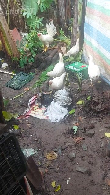 Gà Trống Giống Nhỏ Màu Trắng Đỏ. Mua bán Gà tại Huyện Kiên Lương Kiên Giang được đăng bởi thành Huy hình 1