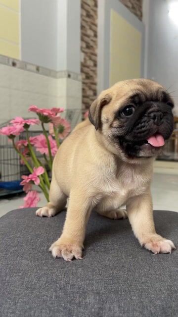 Chó Pug nhỏ nhắn thân thiện. Mua bán Chó tại Quận 12 Tp Hồ Chí Minh được đăng bởi văn hình 1