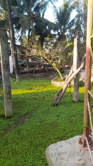 Mai vàng dáng bay. Mua bán Cây cảnh, đồ trang trí tại Huyện Giồng Riềng Kiên Giang được đăng bởi Khải Linh hình 1