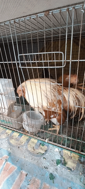 bán cặp gà tân châu đuôi dài đang đẻ lứa so. Mua bán Gà tại Thành phố Thủ Đức Tp Hồ Chí Minh được đăng bởi long trường q9 hình 1