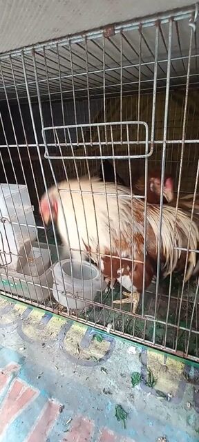 bán cặp gà tân châu đuôi dài đang đẻ lứa so. Mua bán Gà tại Thành phố Thủ Đức Tp Hồ Chí Minh được đăng bởi long trường q9 hình 1