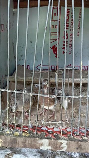 thái tốc độ. Mua bán Chim tại Huyện Long Hồ Vĩnh Long được đăng bởi Thanh Tuấn  hình 1