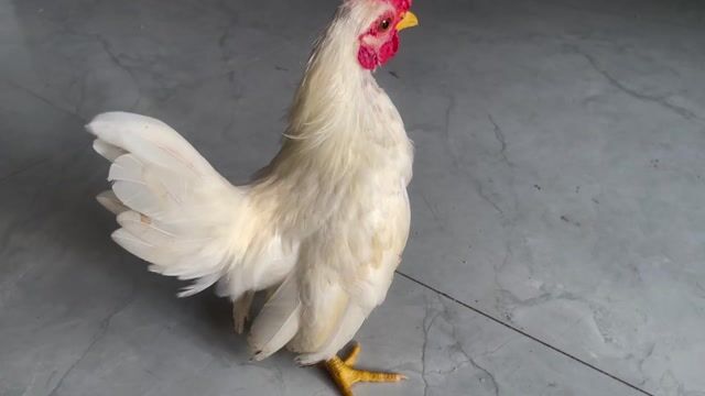 bé yêu tìm nhà mới❤. Mua bán Gà tại Huyện Bình Chánh Tp Hồ Chí Minh được đăng bởi Thanh hình 1