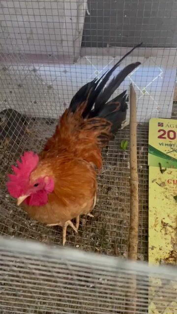 Gà Serama nhỏ nhắn. Mua bán Gà tại Huyện Tịnh Biên An Giang được đăng bởi Tuan Nguyen hình 1